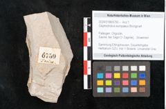 Foto (Objekt + Etikett) von Glyptostrobus europaeus Brongniart (NHMW-GEO-2024-0188-6750)